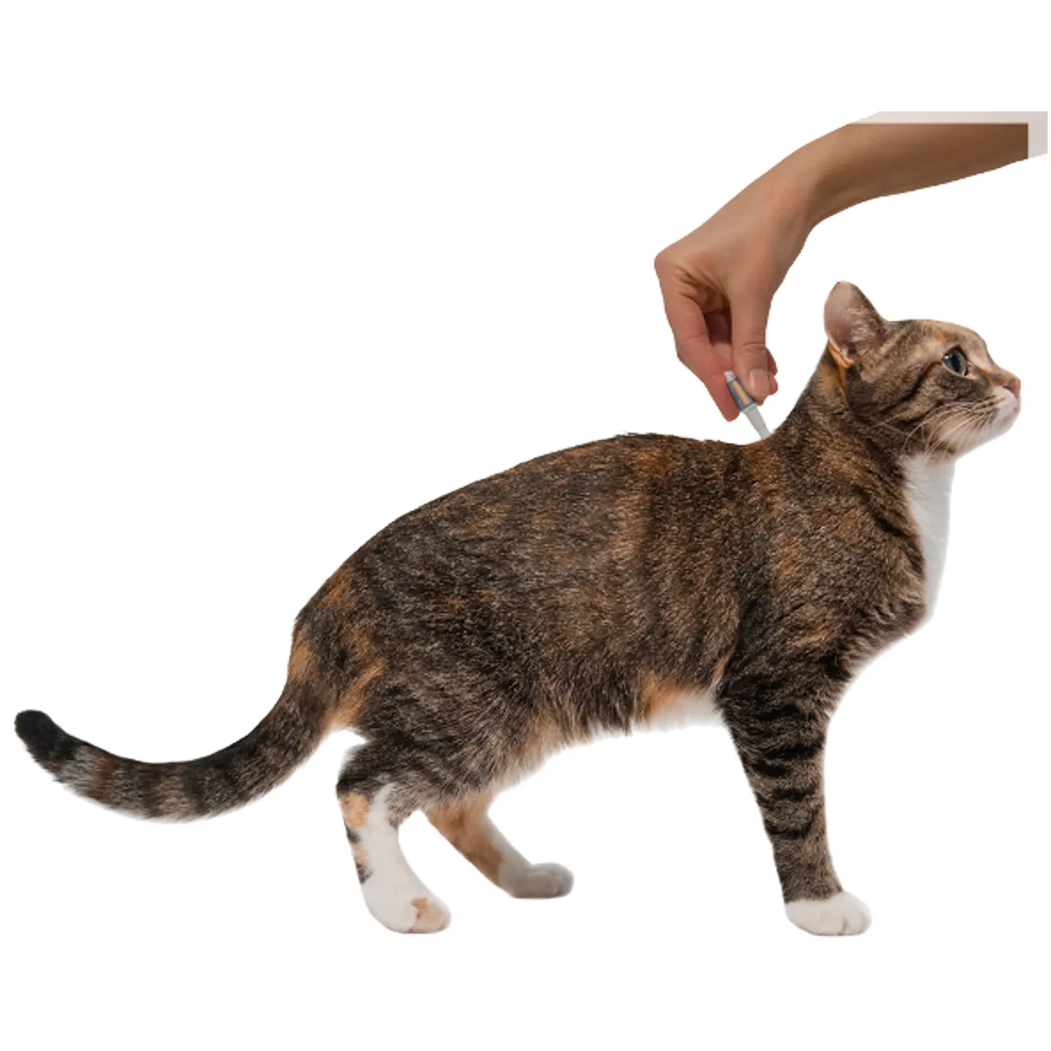 селафорт для котів до 2 5 кг