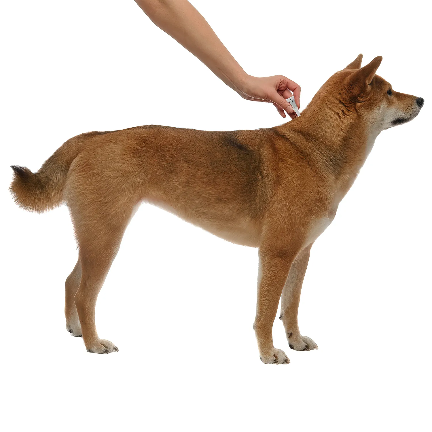 Bayer Адвантейдж 400 для собак 25-40 кг от блох (4 пипетки х 4 мл)