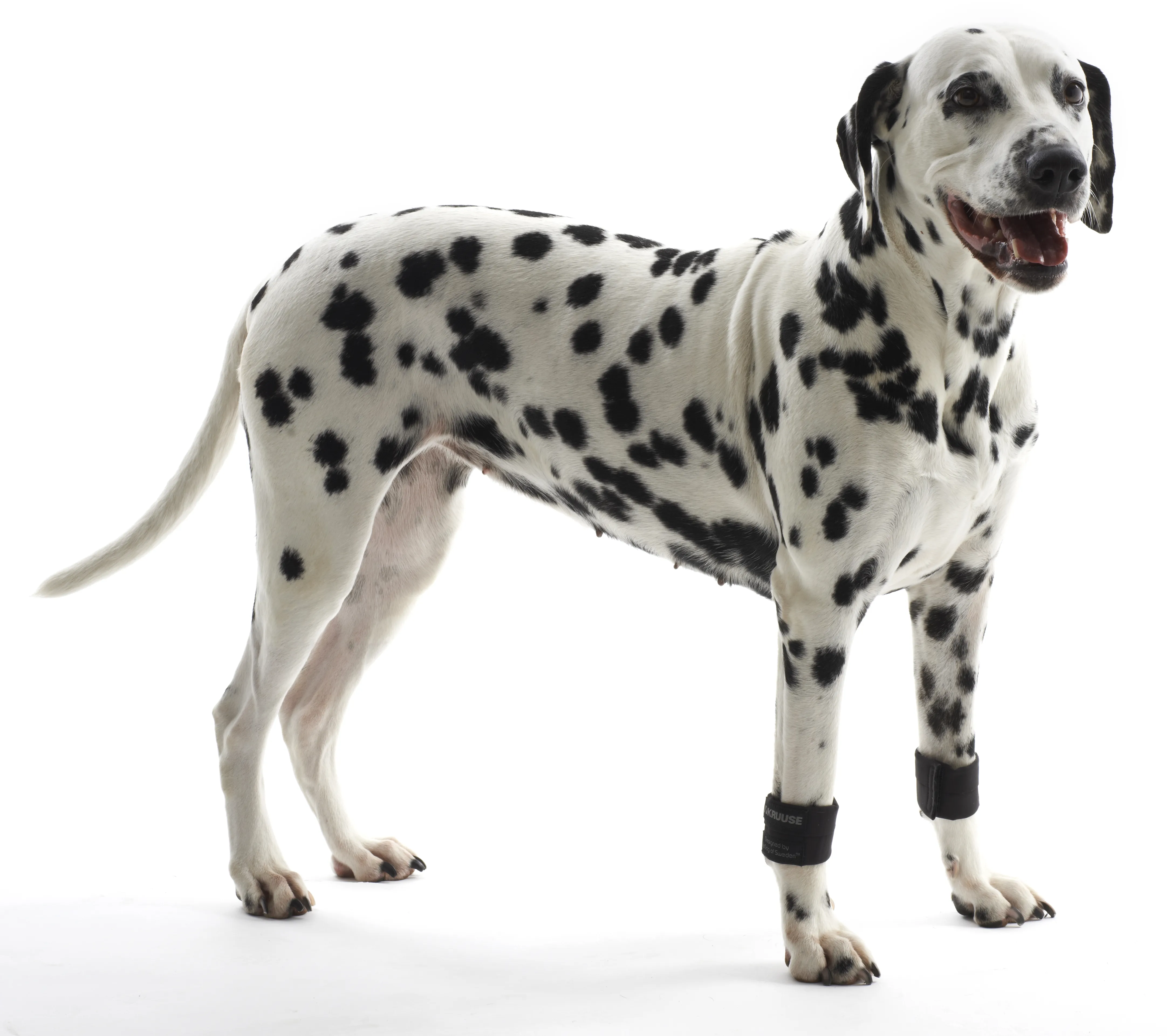 KRUUSE Rehab манжеты для собак, размеры XS-ХL, 5 пар